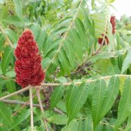 Саженец уксусного дерева (сумаха пушистого) в контейнере